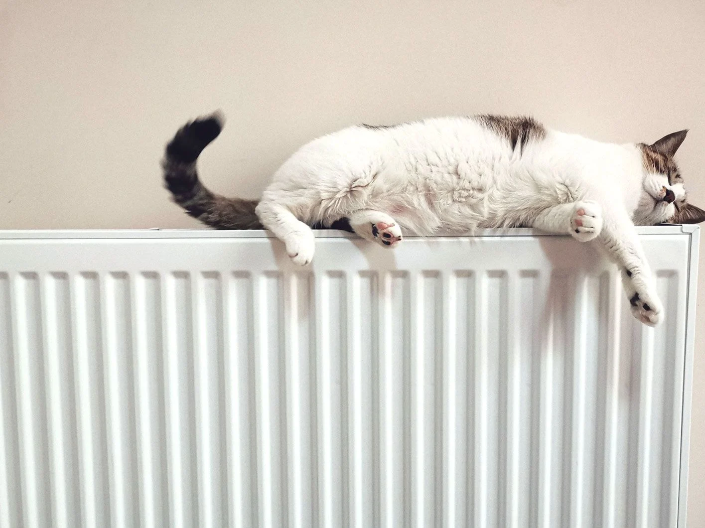 Cat On A Radiator Cat On A Radiator